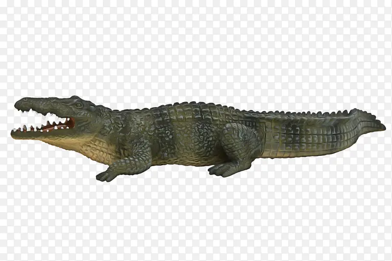 尼罗河鳄鱼 鳄鱼 动物