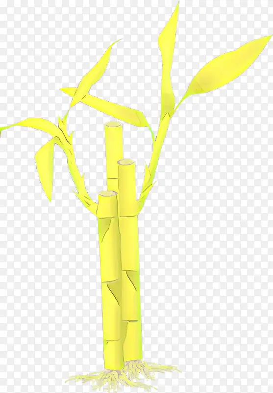热带木本竹子 黄色 线条