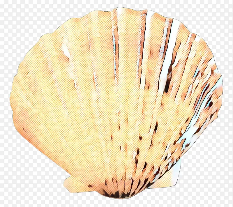 海螺 海螺学 贝壳