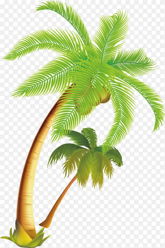椰子 棕榈树 树