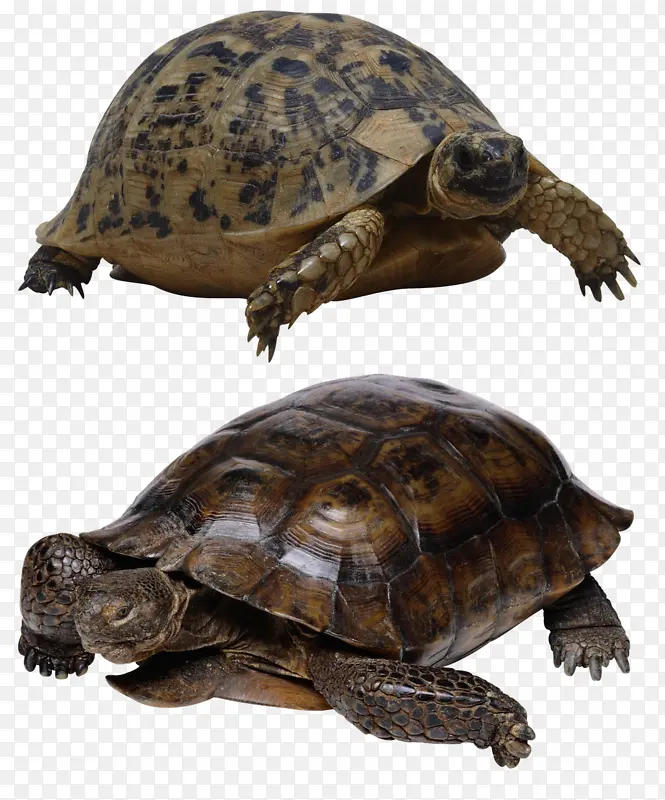 海龟 爬行动物 乌龟