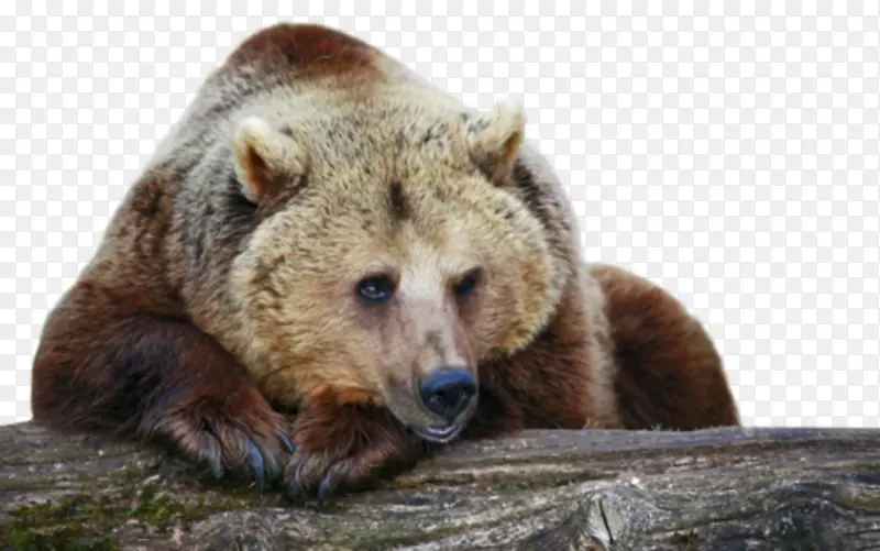熊 灰熊 美洲狮