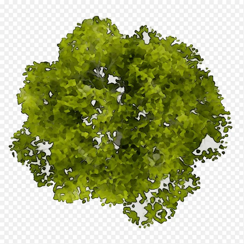 树 平面图 绿色