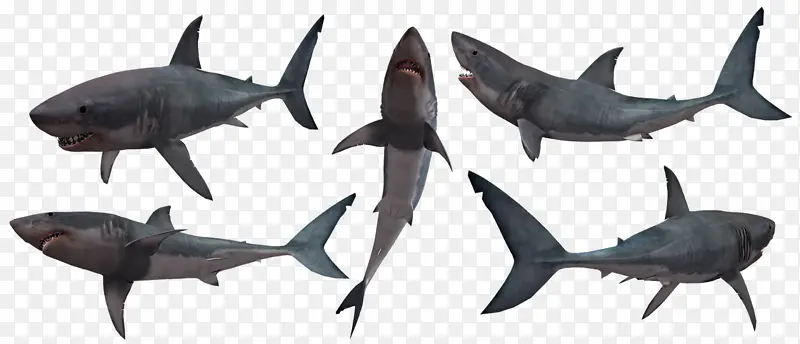 鲨鱼 大白鲨 侧影