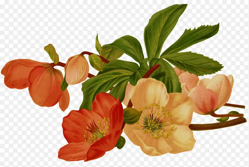 静物粉红玫瑰 花朵 绘画