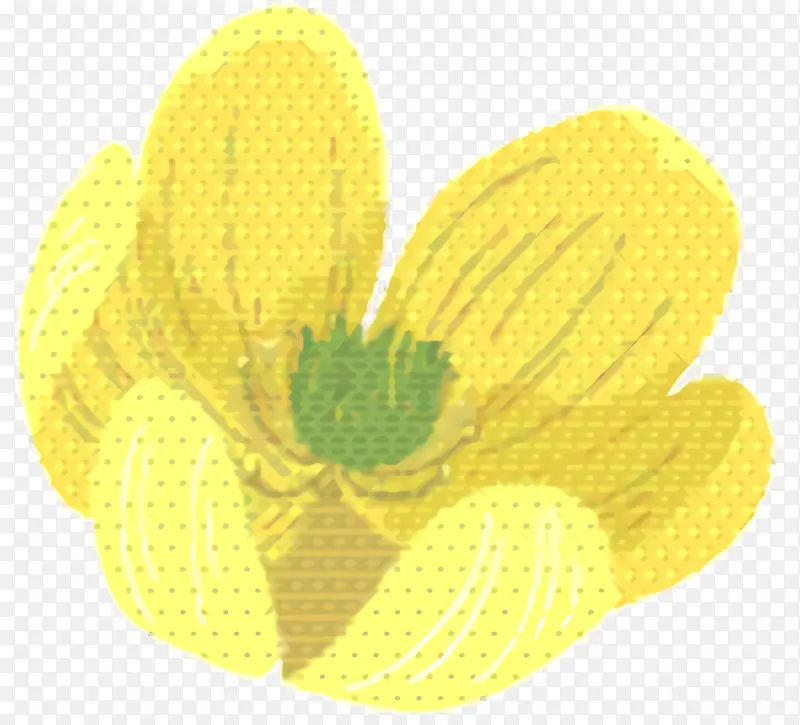黄色 植物 花瓣