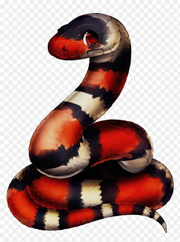 蛇 爬行动物 球蟒