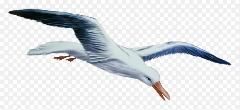 海鸥 欧洲鲱鸥 鸟