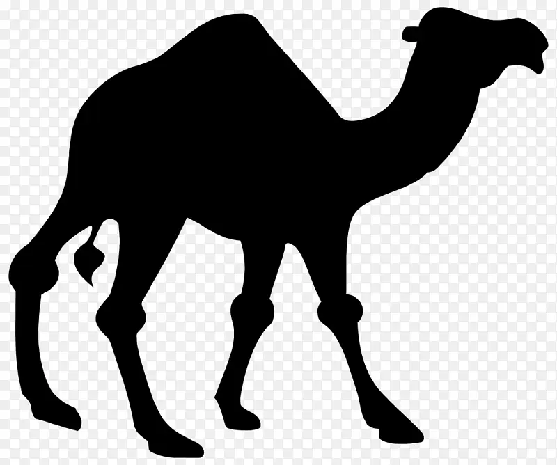 骆驼 剪影 绘画