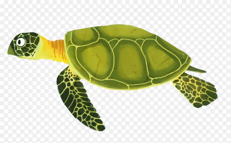 红海龟 海龟 爬行动物