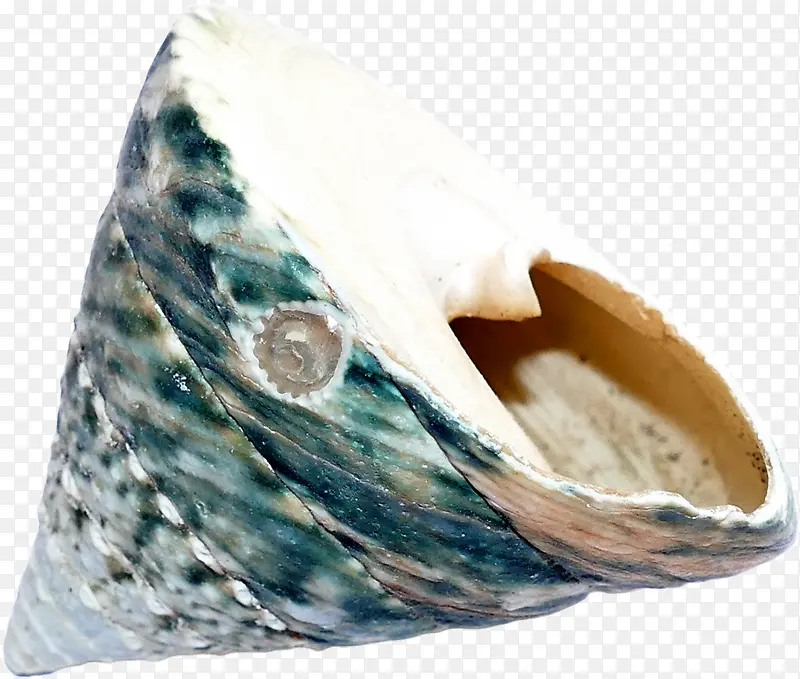 蛤蜊 牡蛎 贝壳