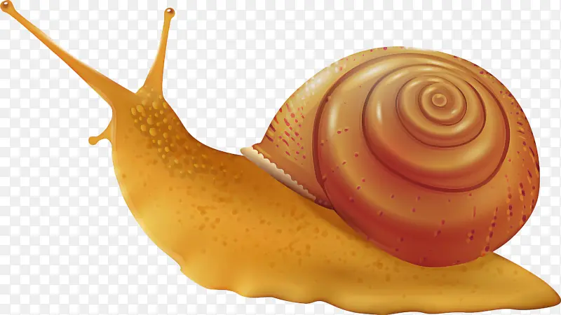 蜗牛 腹足动物壳 海蜗牛