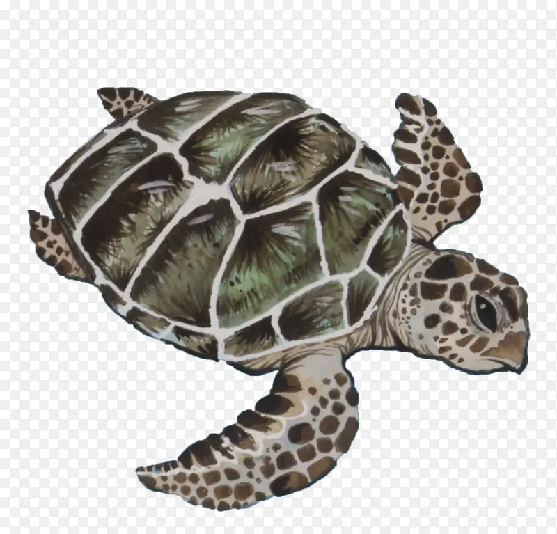 海龟 红海龟 乌龟