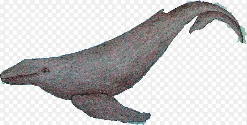海狮 鲸鱼 动物