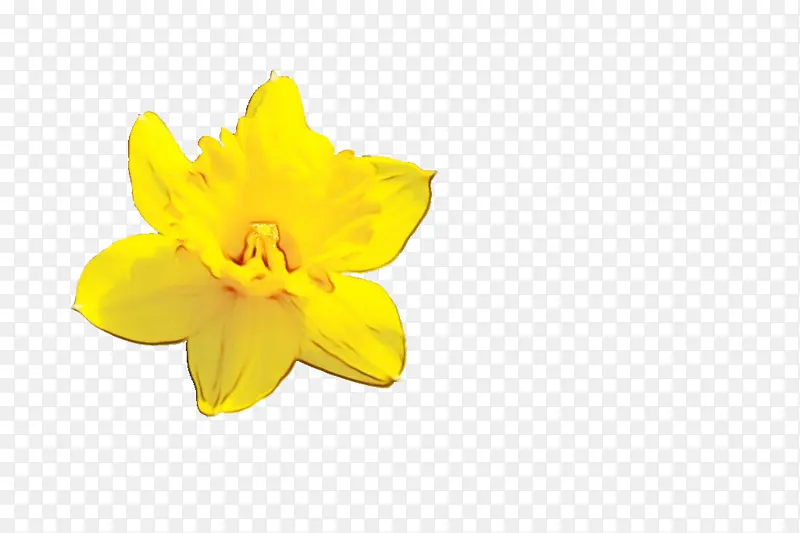 水仙 黄色 花