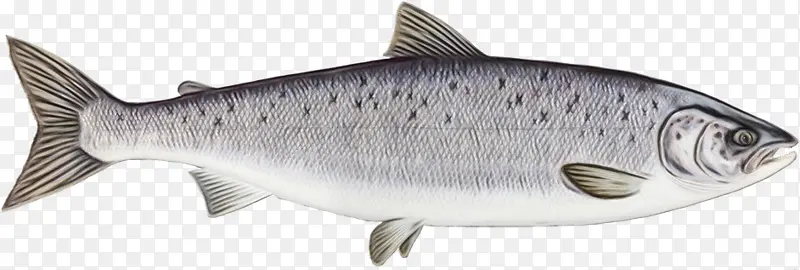 鲑鱼 沙丁鱼 大西洋鲑鱼