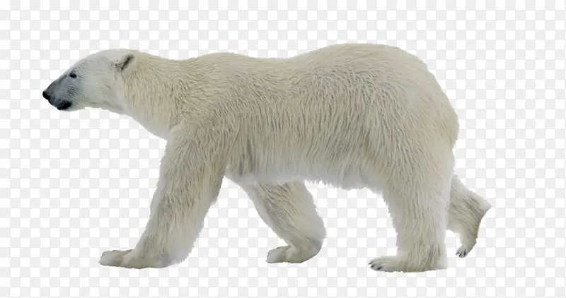 北极熊 录像 绘画