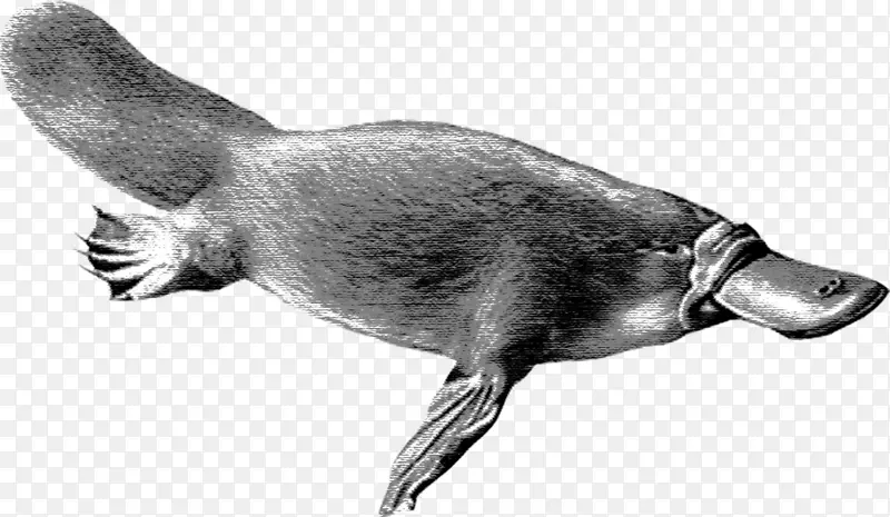 鸭嘴兽 单孔动物 动物