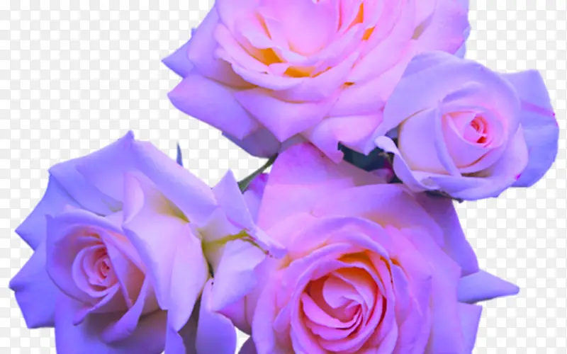 玫瑰 粉色花朵 花朵