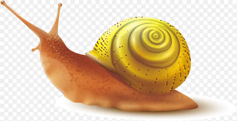 蜗牛 腹足动物壳 股票摄影
