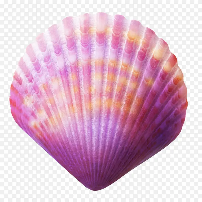 贝壳 紫色 鹦鹉螺科