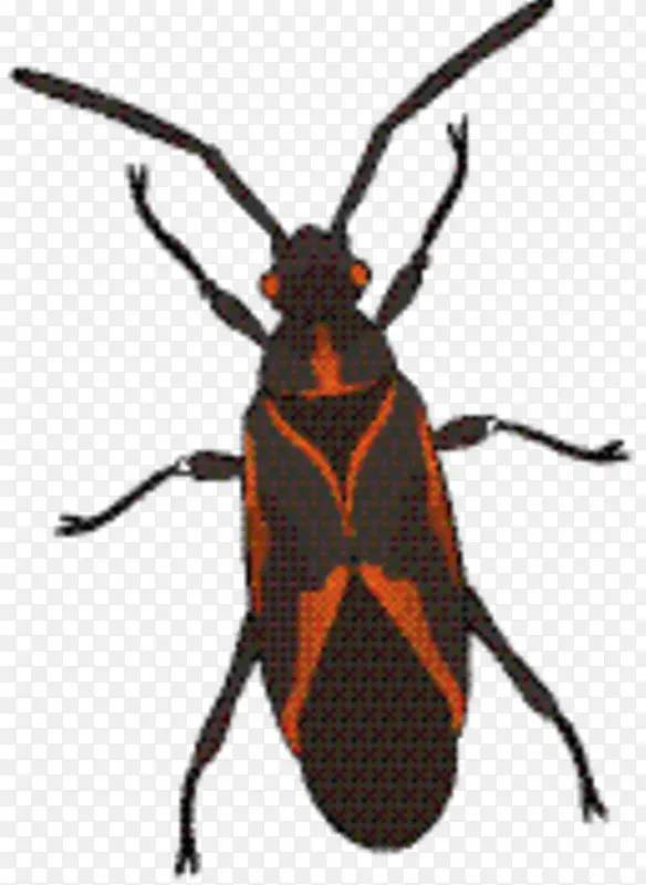 象鼻虫 长角甲虫 甲虫