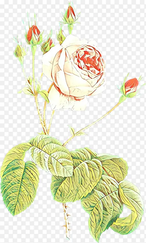 卡通 花园玫瑰 卷心菜玫瑰