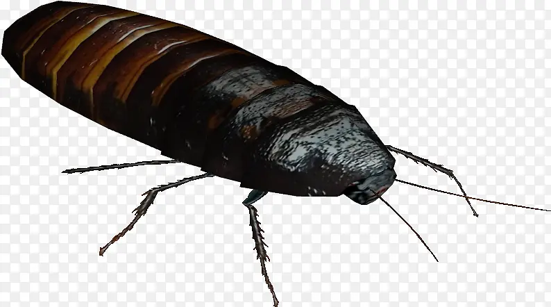 蟑螂 马达加斯加嘶嘶蟑螂 昆虫