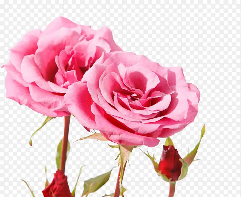 粉色花朵 花朵 花园玫瑰