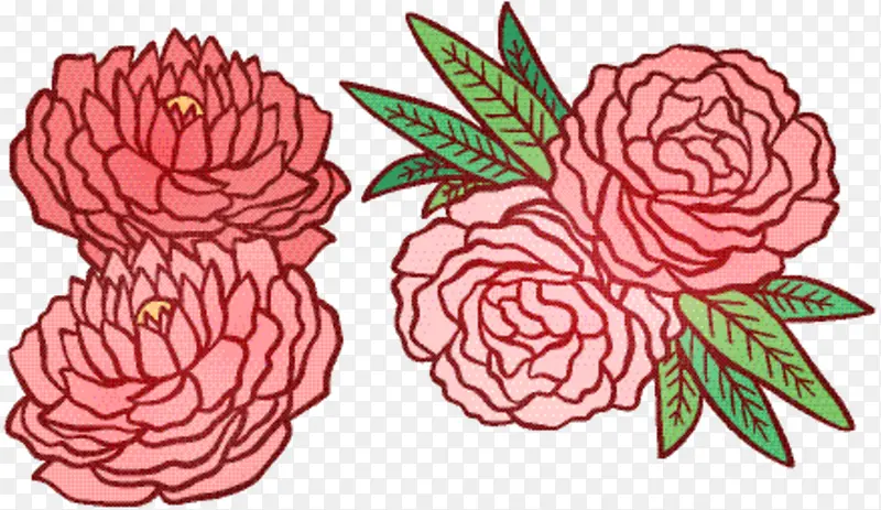 花卉设计 玫瑰科 玫瑰