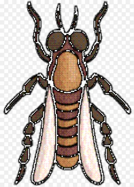 蜜蜂 象鼻虫 甲虫
