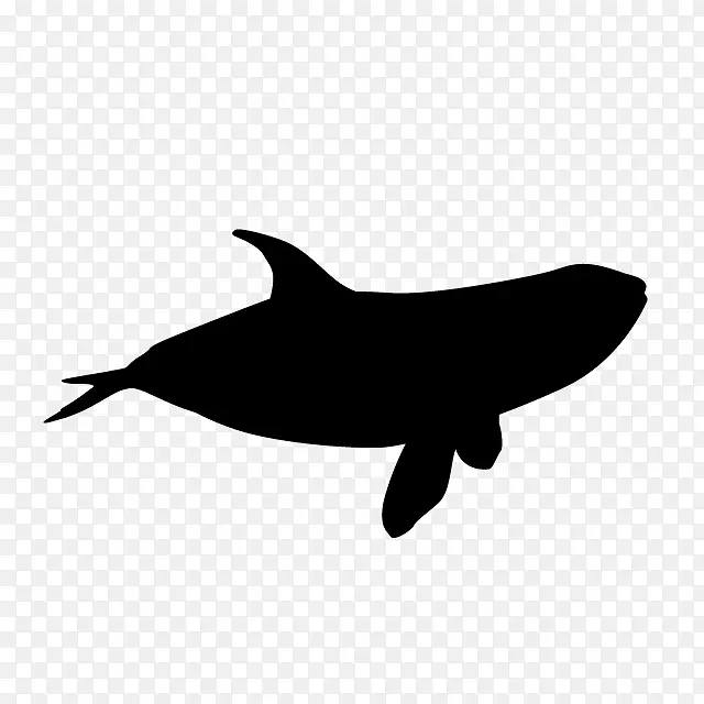 虎鲸 剪影 粗齿海豚