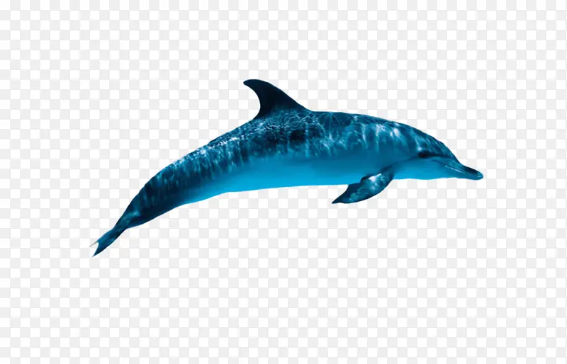 海豚 鲸鱼 标志