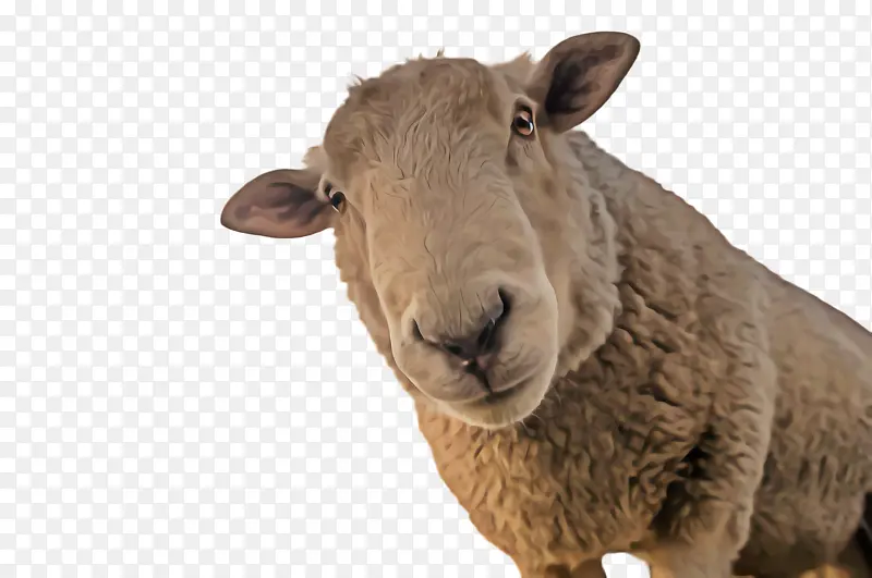 绵羊 绵羊养殖 农业