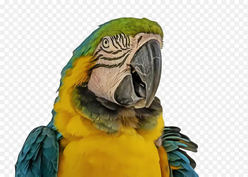 金刚鹦鹉鹦鹉喙羽毛宠物鸟鹦鹉鹦鹉鹦鹉鹦鹉佩里科野生动物