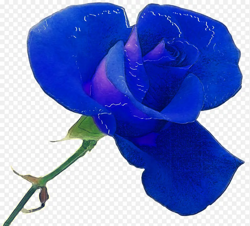 蓝玫瑰 钴蓝色 蓝色