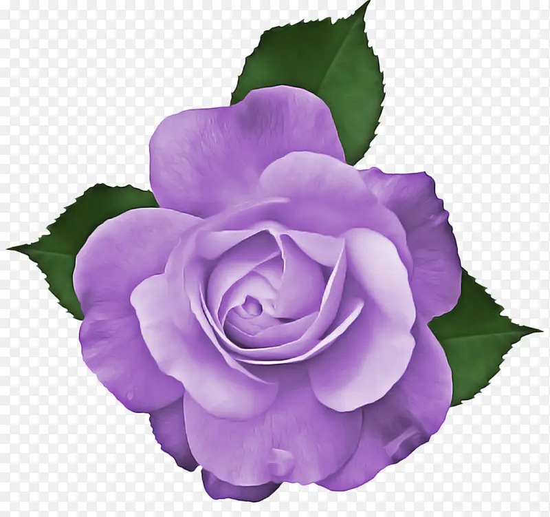 花朵 开花植物 紫色