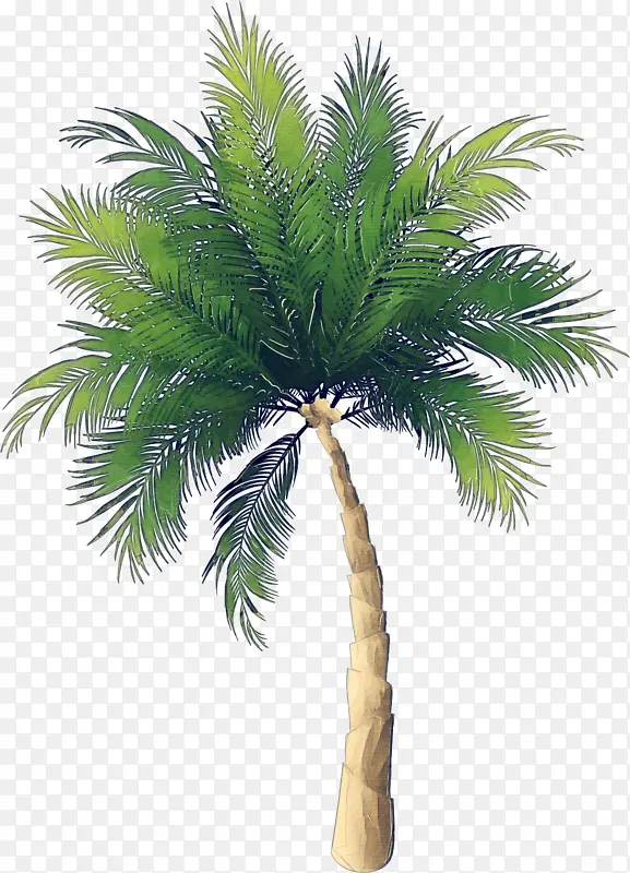 树 植物 棕榈树