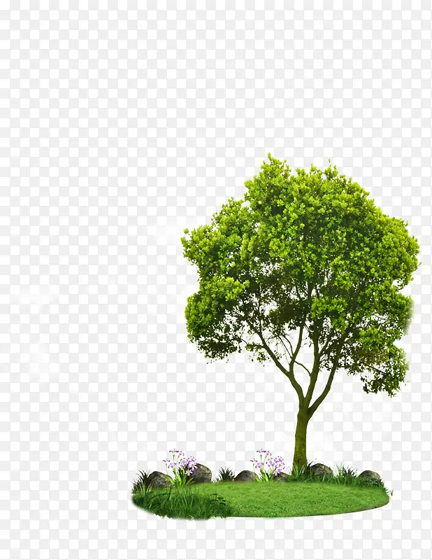 树木 绿色 自然景观