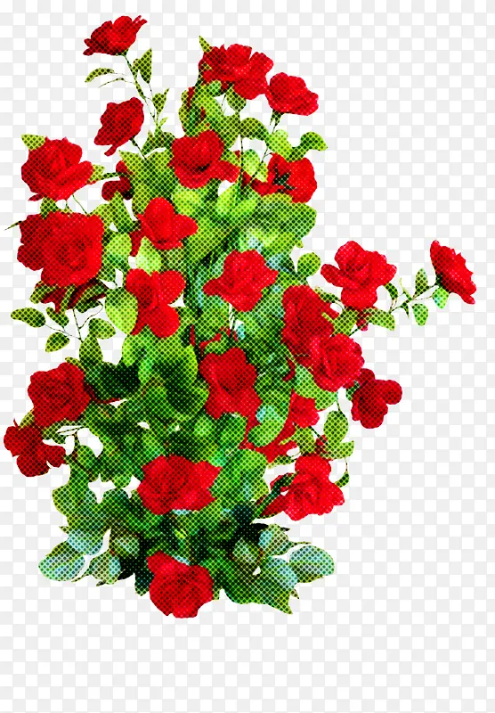 花卉 开花植物 红色