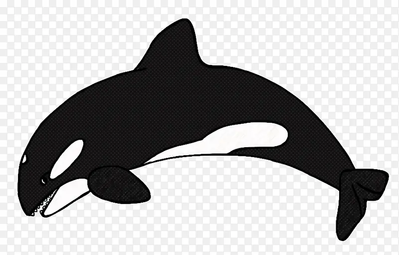 虎鲸 海洋哺乳动物 海豚