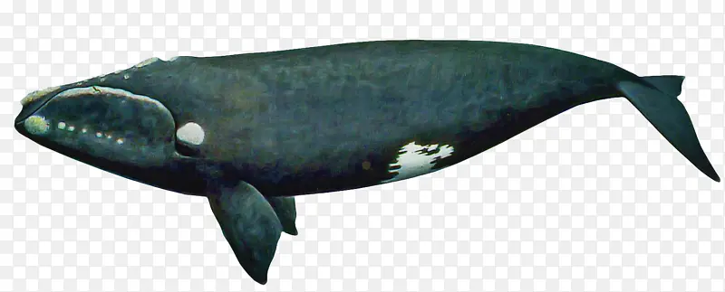 海洋哺乳动物 鱼类 鲸目动物
