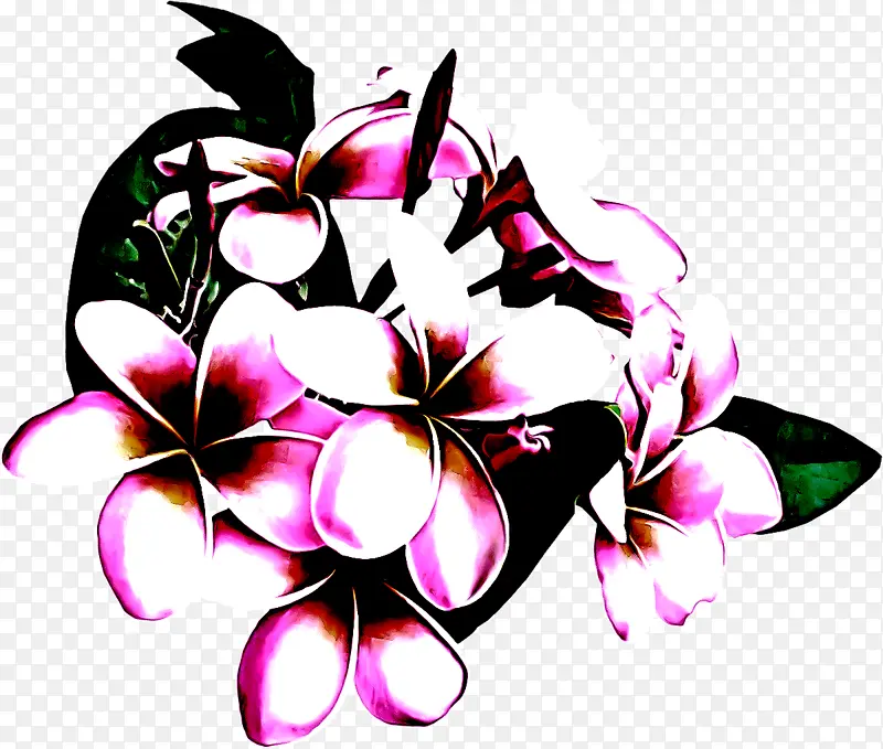 粉色 夏威夷木槿 花瓣