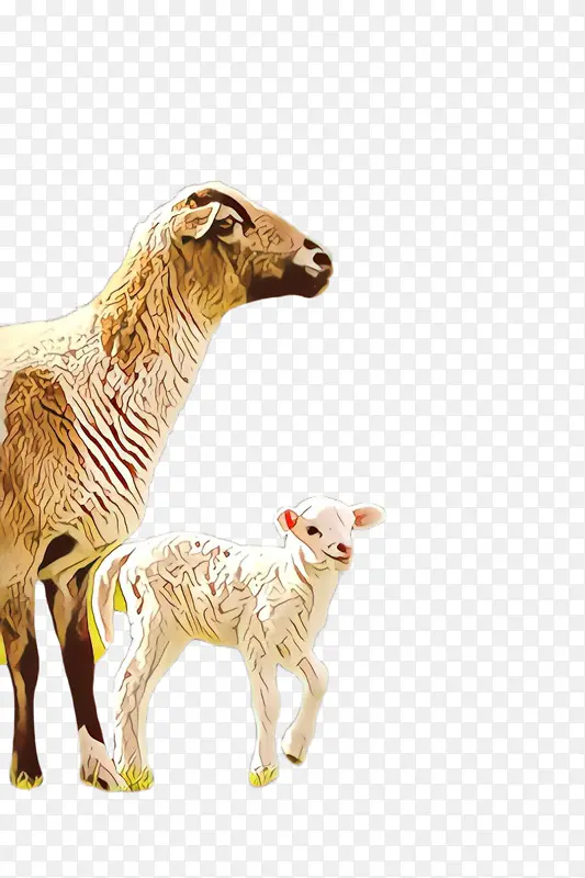 卡通 绵羊 动物形象