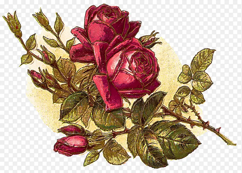 花卉 花园玫瑰 玫瑰