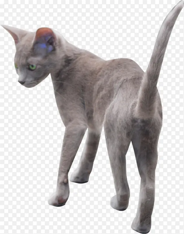 猫 小型至中型猫 俄罗斯蓝