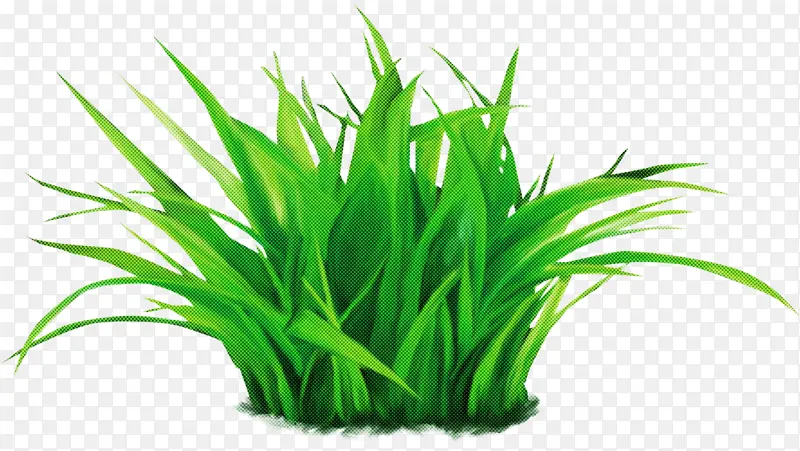 草 绿色 植物