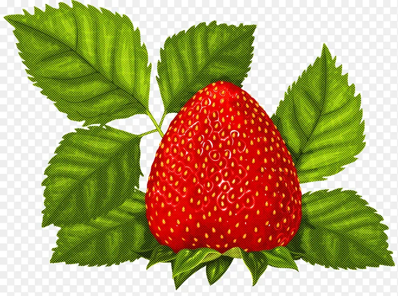 草莓 西印度覆盆子 植物