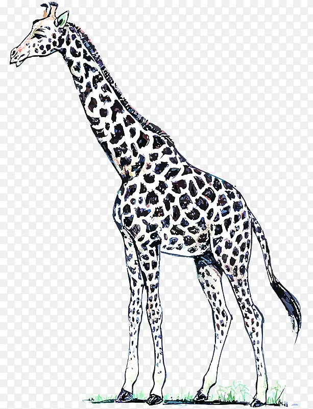 长颈鹿 陆生动物 长颈鹿科