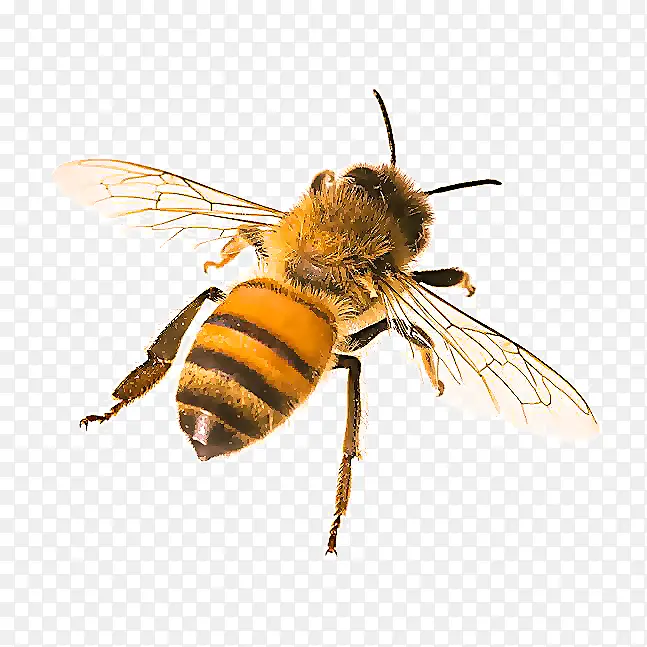 蜜蜂 昆虫 大辣椒科